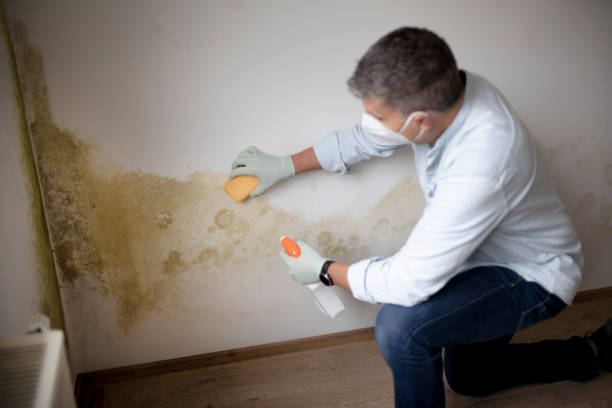 Best Water Damage & Mold Remediation  in Lynbrook, NY