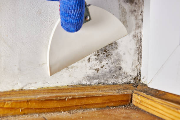 Best Emergency Mold Remediation  in Lynbrook, NY